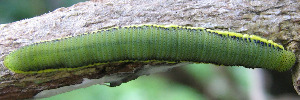 Final instar larva, top view: White Migrant (Catopsilia pyranthe crokera)