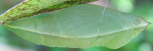 Pupa, side view: White Migrant (Catopsilia pyranthe crokera)