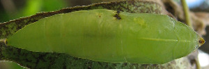 Pupa, top view: White Migrant (Catopsilia pyranthe crokera)