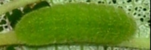 Final instar larva, top view: Speckled Line-blue (Catopyrops florinda halys)