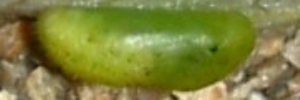 Pupa, side view: Speckled Line-blue (Catopyrops florinda halys)
