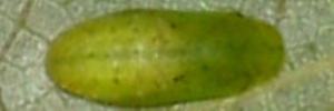 Pupa, top view: Speckled Line-blue (Catopyrops florinda halys)