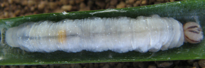 Final instar larva, top view: Orange Palm-dart (Cephrenes augiades sperthias)