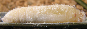 Pupa, side view: Orange Palm-dart (Cephrenes augiades sperthias)