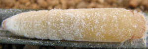 Pupa, top view: Orange Palm-dart (Cephrenes augiades sperthias)