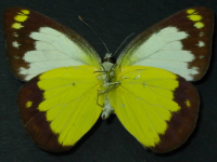 Adult, male, underside: Caper Gull (Cepora perimale scyllara)