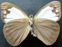 Adult, male, underside: Caper Gull (Cepora perimale scyllara)