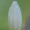 Egg, egg: Caper Gull (Cepora perimale scyllara)