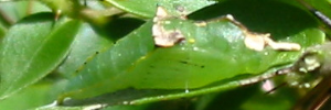 Pupa, side view: Caper Gull (Cepora perimale scyllara)