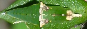 Pupa, top view: Caper Gull (Cepora perimale scyllara)