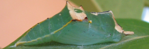 Pupa, side view: Caper Gull (Cepora perimale scyllara)