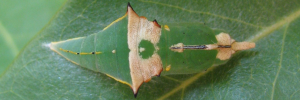 Pupa, top view: Caper Gull (Cepora perimale scyllara)