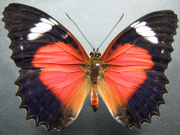 Adult, male, upperside: Red Lacewing (Cethosia cydippe chrysippe)