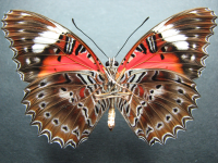 Adult, male, underside: Red Lacewing (Cethosia cydippe chrysippe)