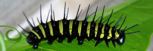 Final instar larva, side view: Red Lacewing (Cethosia cydippe chrysippe)