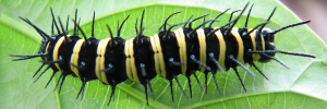 Final instar larva, top view: Red Lacewing (Cethosia cydippe chrysippe)