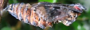 Pupa, side view: Red Lacewing (Cethosia cydippe chrysippe)
