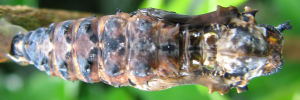 Pupa, top view: Red Lacewing (Cethosia cydippe chrysippe)