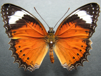 Adult, male, upperside: Orange Lacewing (Cethosia penthesilea paksha)
