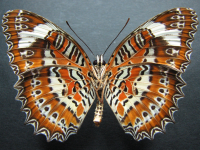 Adult, male, underside: Orange Lacewing (Cethosia penthesilea paksha)