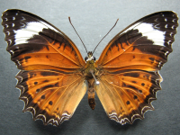 Adult, female, upperside: Orange Lacewing (Cethosia penthesilea paksha)