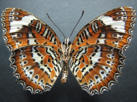 Adult, female, underside: Orange Lacewing (Cethosia penthesilea paksha)