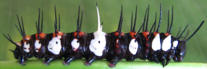 Final instar larva, side view: Orange Lacewing (Cethosia penthesilea paksha)