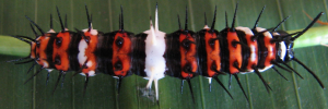 Final instar larva, top view: Orange Lacewing (Cethosia penthesilea paksha)