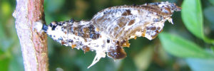 Pupa, side view: Orange Lacewing (Cethosia penthesilea paksha)