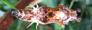 Pupa, top view: Orange Lacewing (Cethosia penthesilea paksha)