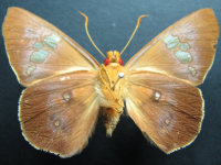 Adult, male, underside: Eastern Dusk-flat (Chaetocneme beata)