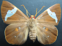Adult, female, upperside: Eastern Dusk-flat (Chaetocneme beata)