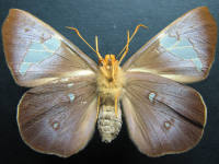 Adult, female, underside: Eastern Dusk-flat (Chaetocneme beata)