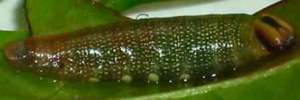 Final instar larva, side view: Eastern Dusk-flat (Chaetocneme beata)