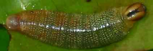 Final instar larva, top view: Eastern Dusk-flat (Chaetocneme beata)