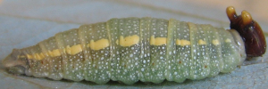 Final instar larva, side view: Purple Dusk-flat (Chaetocneme porphyropis)