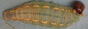 Final instar larva, top view: Purple Dusk-flat (Chaetocneme porphyropis)