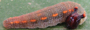 Later instar larva, side view: Purple Dusk-flat (Chaetocneme porphyropis)
