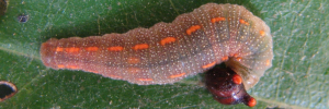 Later instar larva, top view: Purple Dusk-flat (Chaetocneme porphyropis)