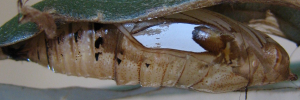 Pupa, side view: Purple Dusk-flat (Chaetocneme porphyropis)