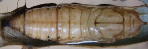 Pupa, top view: Purple Dusk-flat (Chaetocneme porphyropis)