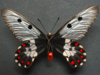 Adult, male, underside: Clearwing Swallowtail (Cressida cressida cressida)