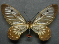Adult, female, upperside: Clearwing Swallowtail (Cressida cressida cressida)