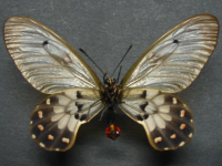 Adult, female, underside: Clearwing Swallowtail (Cressida cressida cressida)