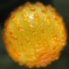 Egg, egg: Clearwing Swallowtail (Cressida cressida cressida)