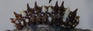 Early instar larva, side view: Clearwing Swallowtail (Cressida cressida cressida)