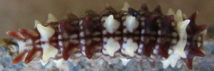 Early instar larva, top view: Clearwing Swallowtail (Cressida cressida cressida)