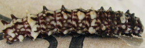 Final instar larva, side view: Clearwing Swallowtail (Cressida cressida cressida)