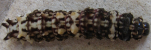 Final instar larva, top view: Clearwing Swallowtail (Cressida cressida cressida)