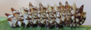 Later instar larva, side view: Clearwing Swallowtail (Cressida cressida cressida)